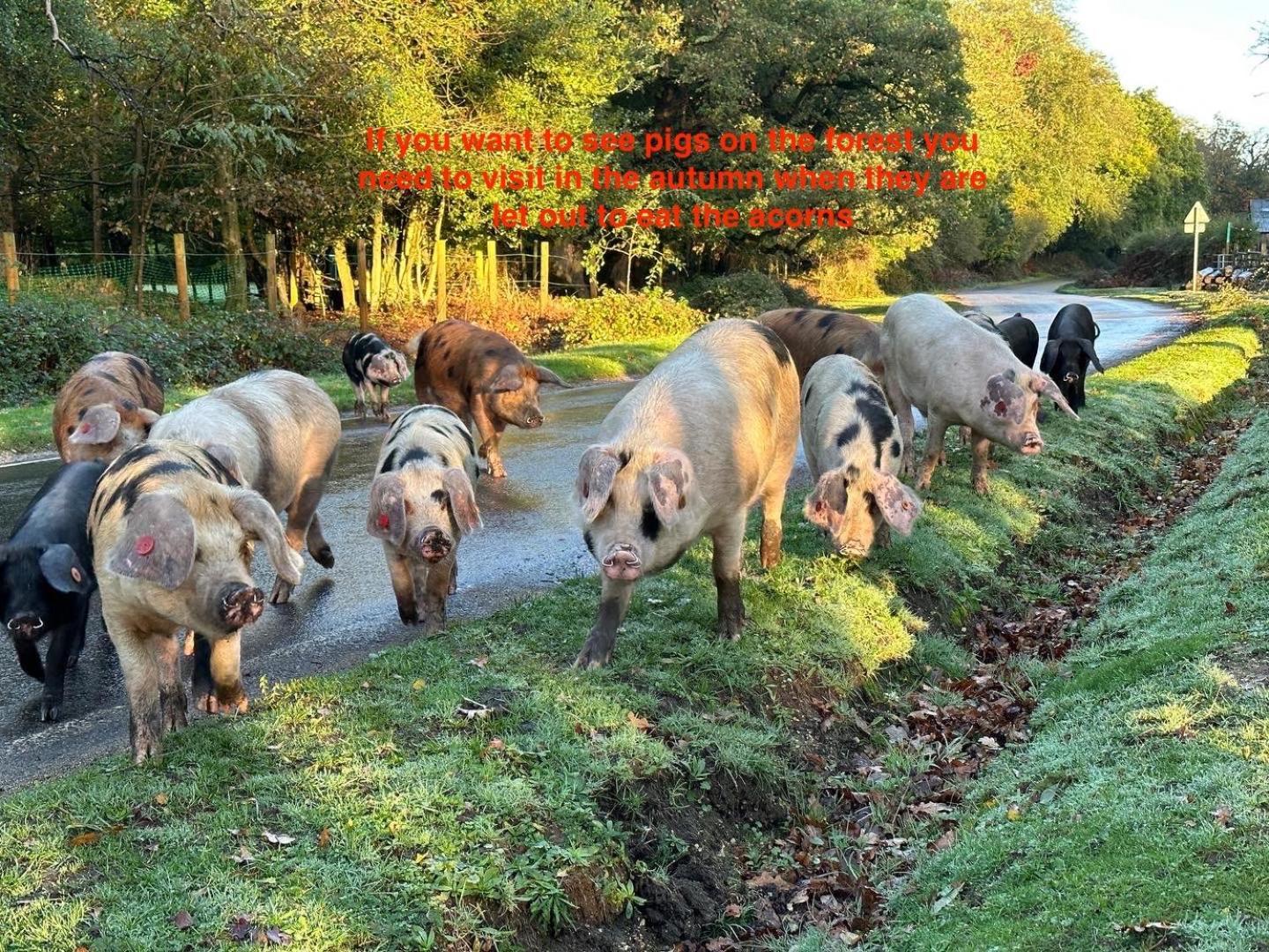 Fernwood Bed and Breakfast Ringwood Buitenkant foto
