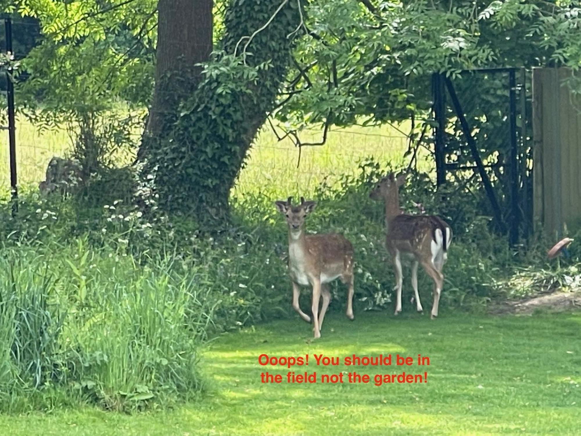 Fernwood Bed and Breakfast Ringwood Buitenkant foto